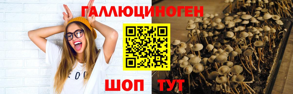 Псилоцибиновые грибы GOLDEN TEACHER Черкесск